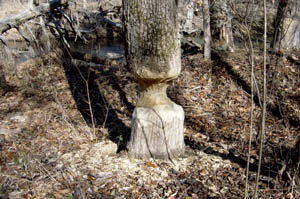 Beaver-chewed tree