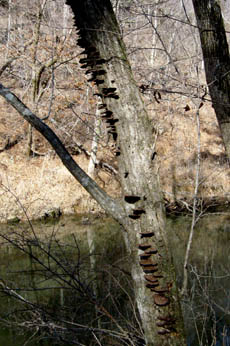 Brown fungus on tree