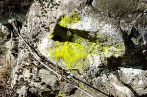 Yellow lichen on rock