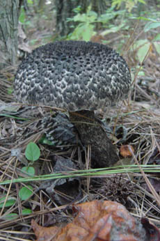 Old Man of the Woods mushroom