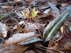 Trout lily