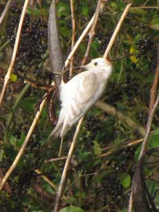 Leucistic Downy Woodpecker