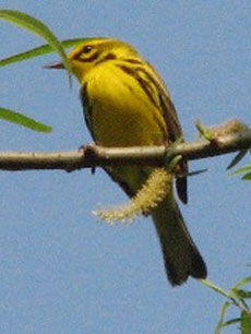 Prairie Warbler