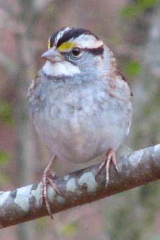 White-throated sparrow