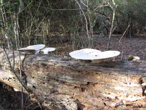 Bracket fungi