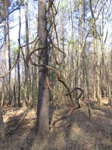 Muscadine vine