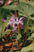 Crested dwarf iris