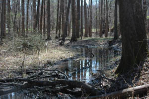 Mud Creek wetlands